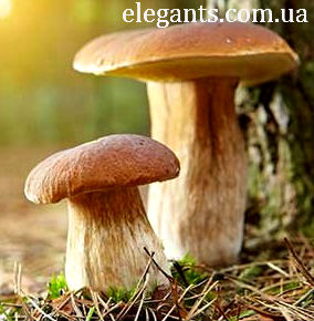 грибы,купить грибы,сушенные грибы,консервированые грибы,салат с грибами,рецепты с грибами,грибы фото,заказывайте гриба,купить онлайн белые грибы,курица с грибами,грибы в духовке,цветы,купить цветы,семена цветов,семена,семя,семю,купить семена,купить семян,семена почтой,арбуз,семена магазин,интернет семена,интернет семян,интернет магазин семян,куплю семена,каталог семена,каталог семян,капуста,перец,сладкий перец,болгарский перец,морковь,семена моркови,полезные свойства моркови